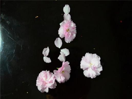 阿凡达观后感