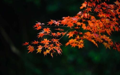 大寒朋友圈祝福