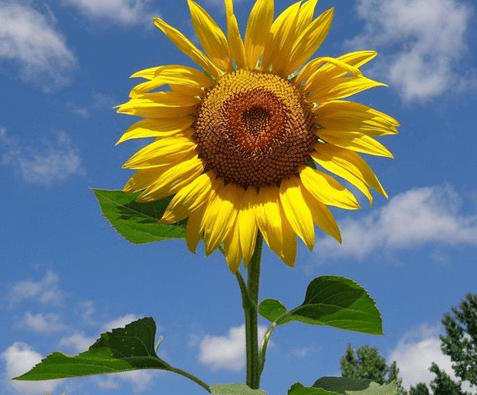 愚人节祝福 英语怎么说 愚人节怎么发自己要结婚的说说