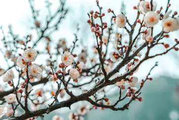 春分祝福谚语 春分时节春来祝福