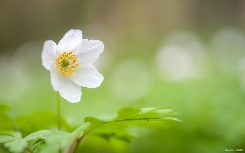 茶花女经典台词